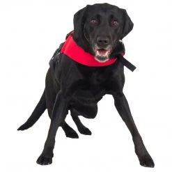 NRS Dog Flotation Lifejacket