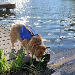 KAYAK Stohlquist Pup Float Dog Lifejacket (PFD)