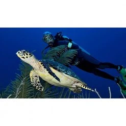 Princeton Tec Meridian Strobe Beacon